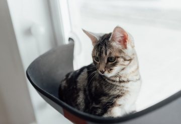 accessoires pour chat 1