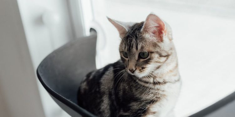 accessoires pour chat 1