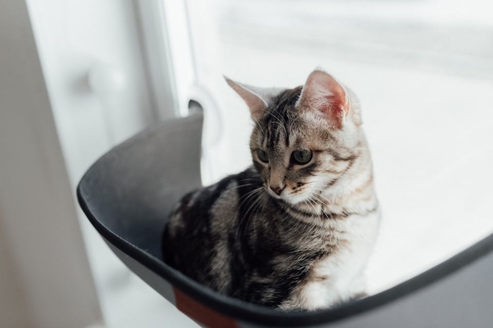 accessoires pour chat 1