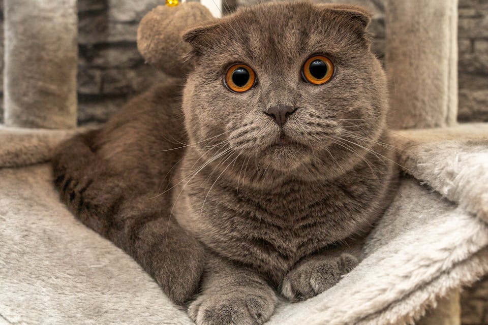 accessoires pour chat 2