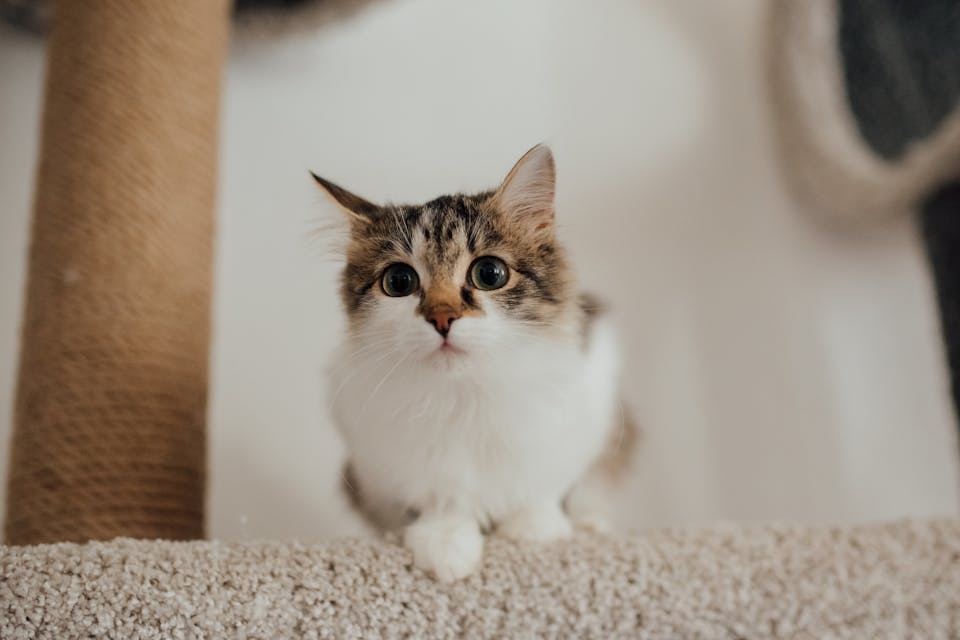 accessoires pour chat 3