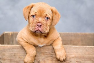 Chien perdu : que faire et comment l'assurance peut vous aider à le retrouver ?