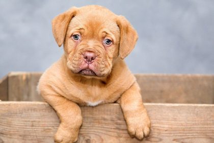 Chien perdu : que faire et comment l'assurance peut vous aider à le retrouver ?