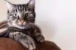 Comment choisir les croquettes adaptées aux besoins des chats stérilisés ?