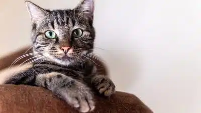 Comment choisir les croquettes adaptées aux besoins des chats stérilisés ?