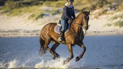 Comment choisir une couverture pour son cheval ?