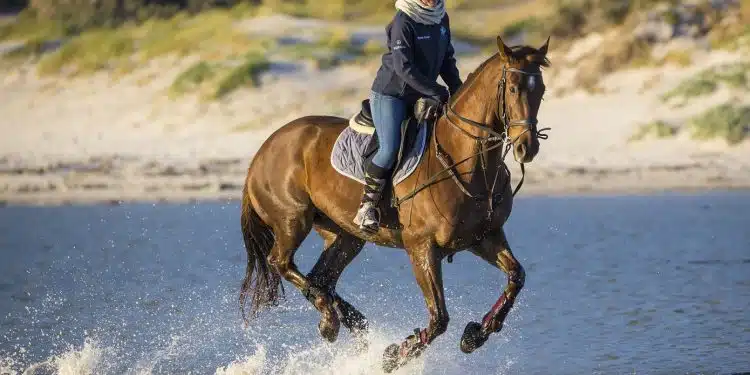 Comment choisir une couverture pour son cheval ?