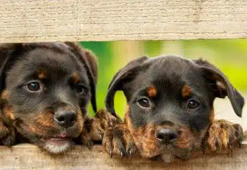 Comment faire le choix d’un type de croquettes pour chien ?
