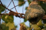 Dangers des nids de guêpes et frelons : protégez-vous !