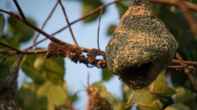 Dangers des nids de guêpes et frelons : protégez-vous !