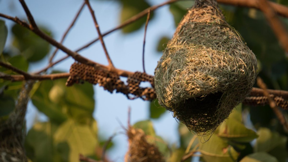 Dangers des nids de guêpes et frelons : protégez-vous !