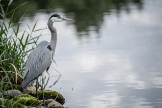 Héron cendré solitaire au bord d'une rivière calme, symbolisant la patience et la contemplation spirituelle
