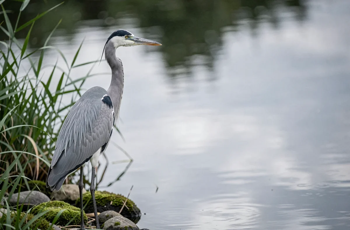 Héron cendré solitaire au bord d'une rivière calme, symbolisant la patience et la contemplation spirituelle