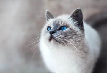 Les races de chats : guide pour choisir le félin qui correspond le mieux à votre style de vie