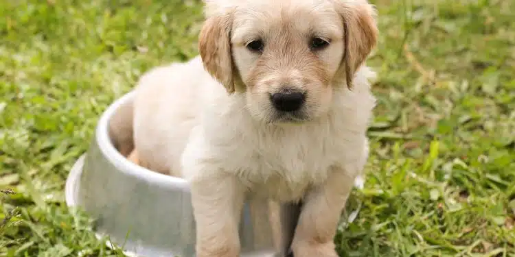 Les meilleurs conseils pour éduquer un chiot