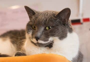 black and white cat on orange textile