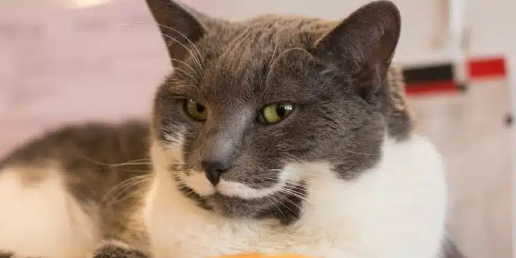 black and white cat on orange textile