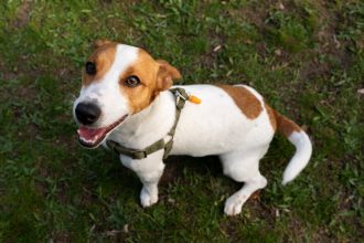 Petit chien : pourquoi le harnais est son meilleur allié dès le premier jour ?