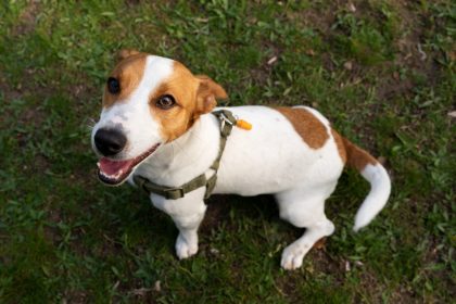 Petit chien : pourquoi le harnais est son meilleur allié dès le premier jour ?