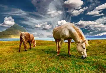 Pourquoi les flocons pour son cheval ?