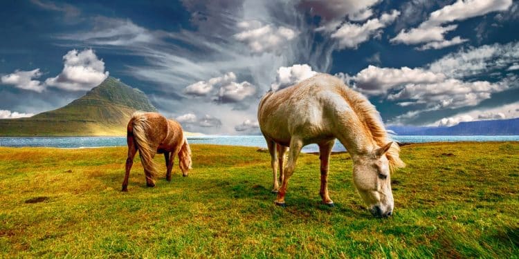 Pourquoi les flocons pour son cheval ?