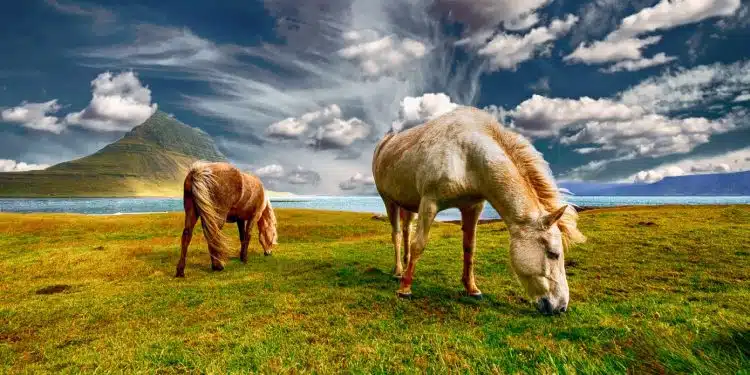 Pourquoi les flocons pour son cheval ?