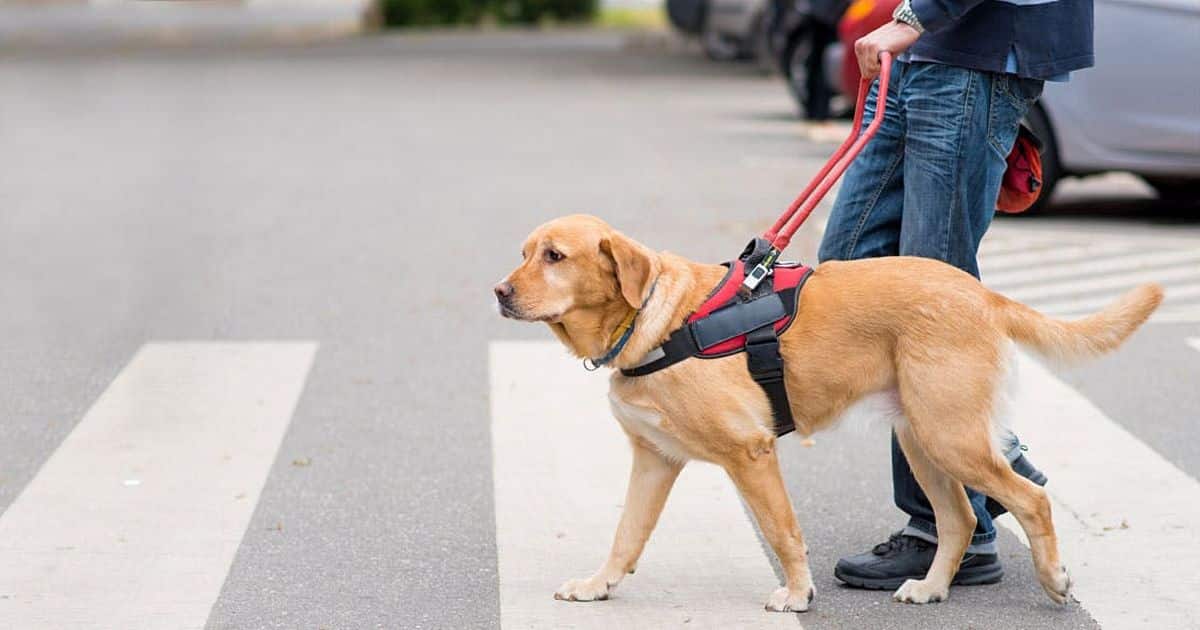 Quelle race de chien privilégier pour chien d’aveugle ?