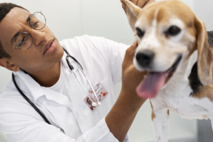 Soins vétérinaires : ce que coûte vraiment la santé de votre animal en France