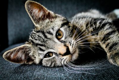 chat
